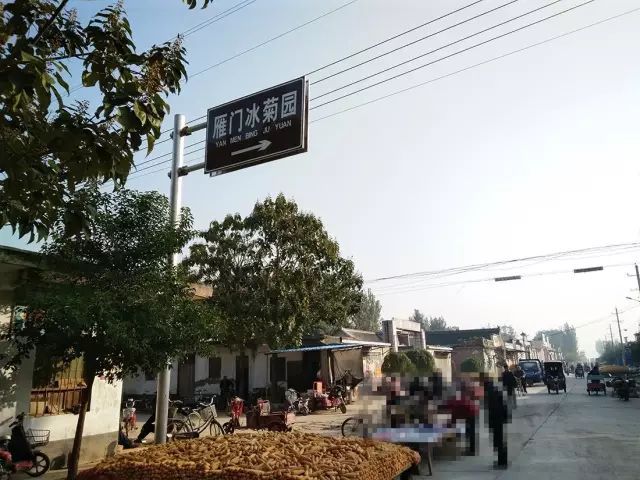如何找到云臺(tái)冰菊？怎樣找到云臺(tái)冰菊？